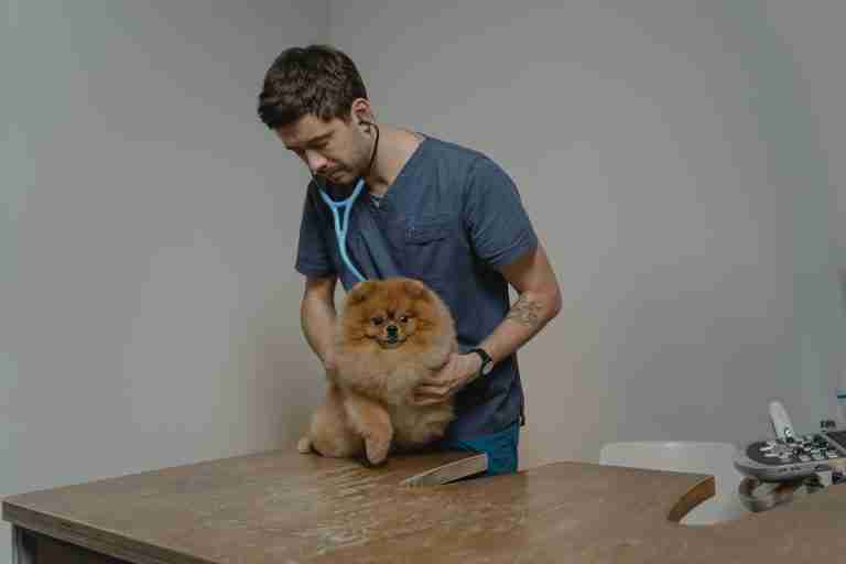 Veterinarian inspecting a dog